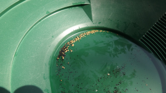 Gold found by Wayne Wilson during the Fall 2015 Halliburton Outing