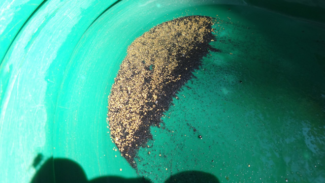 Gold found by Michael and Kay Judd during the Fall 2015 Halliburton Outing