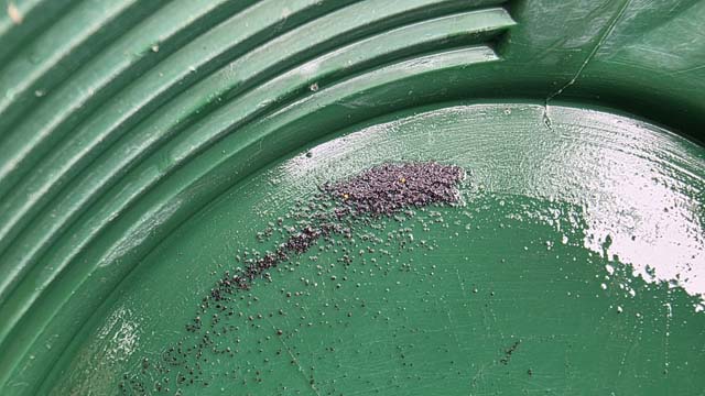 Gold colors visible in a green prospecting pan