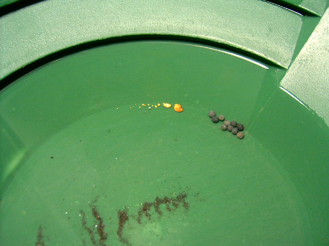 Lonnie Brewer found these little nuggets while prospecting recently. They were found in the Llano River using a sucker tube and sluice. Congratulations Lonnie, your hard work has paid off!